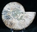 Cut and Polished Ammonite (Half) #7338-1